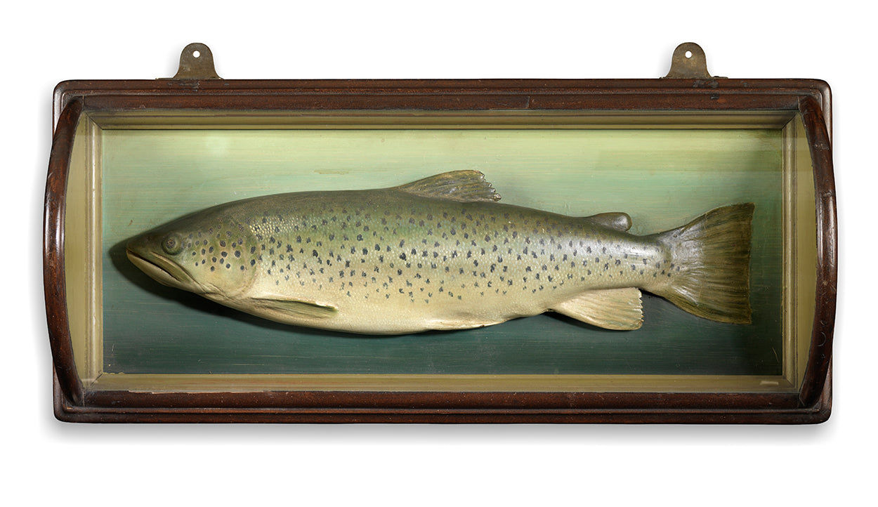 Rare Sea Trout Fishing Trophy