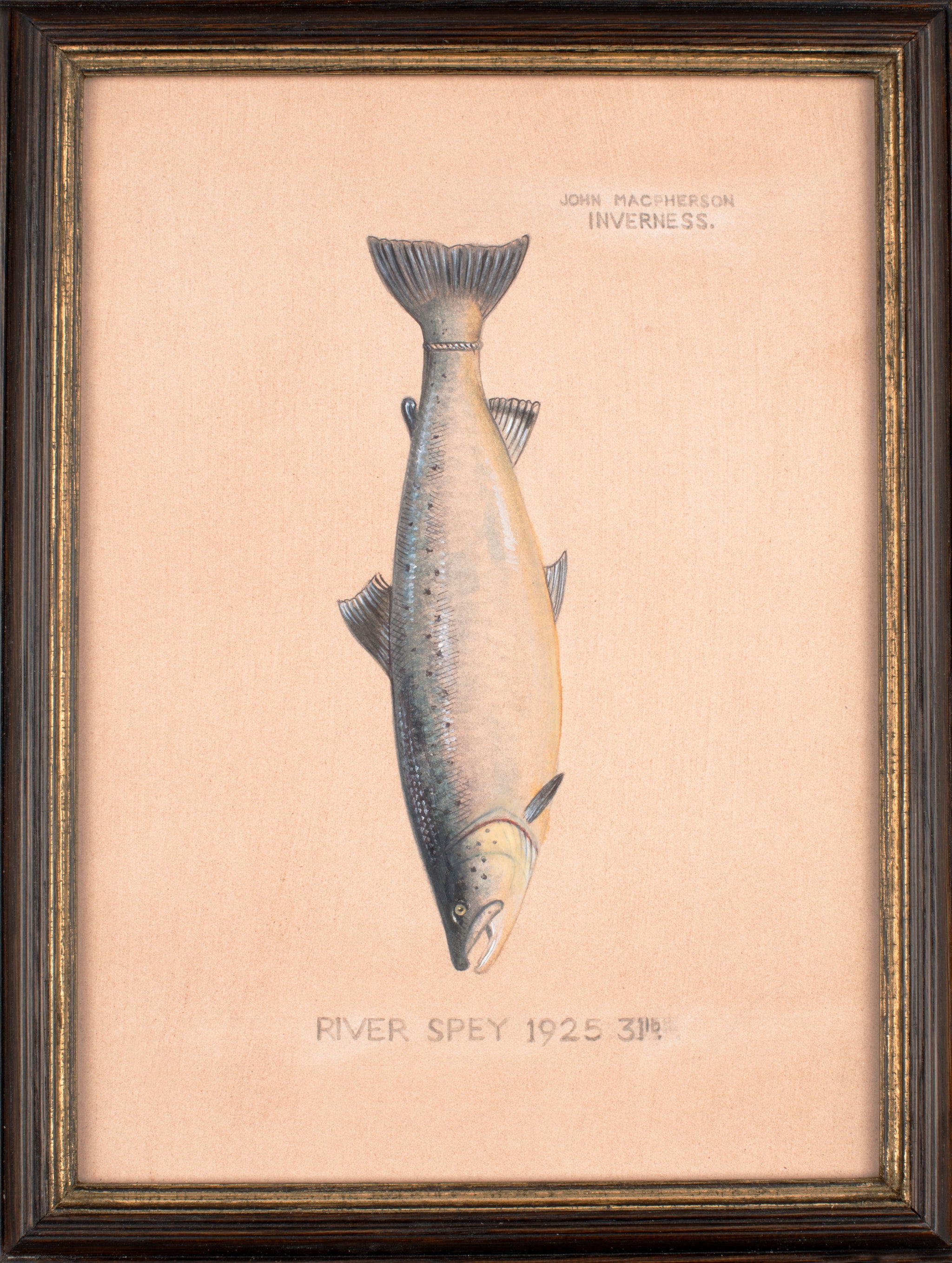 Unusually Fine Watercolour of a Trophy Salmon