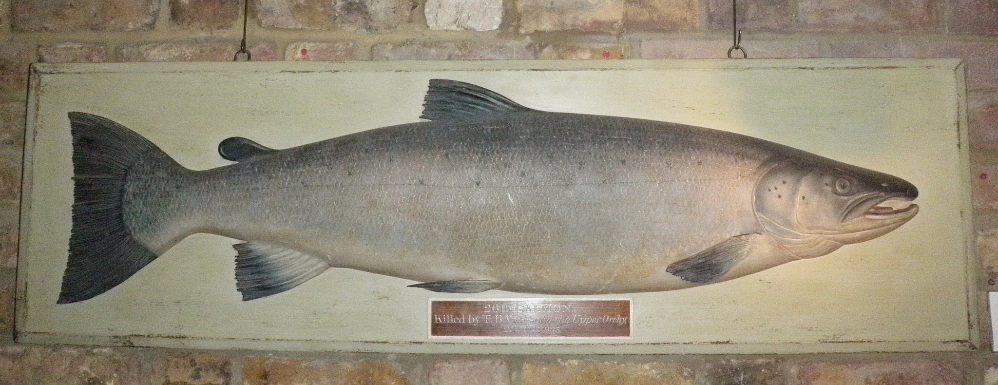 Fine 26lb Salmon Form Fishing Trophy