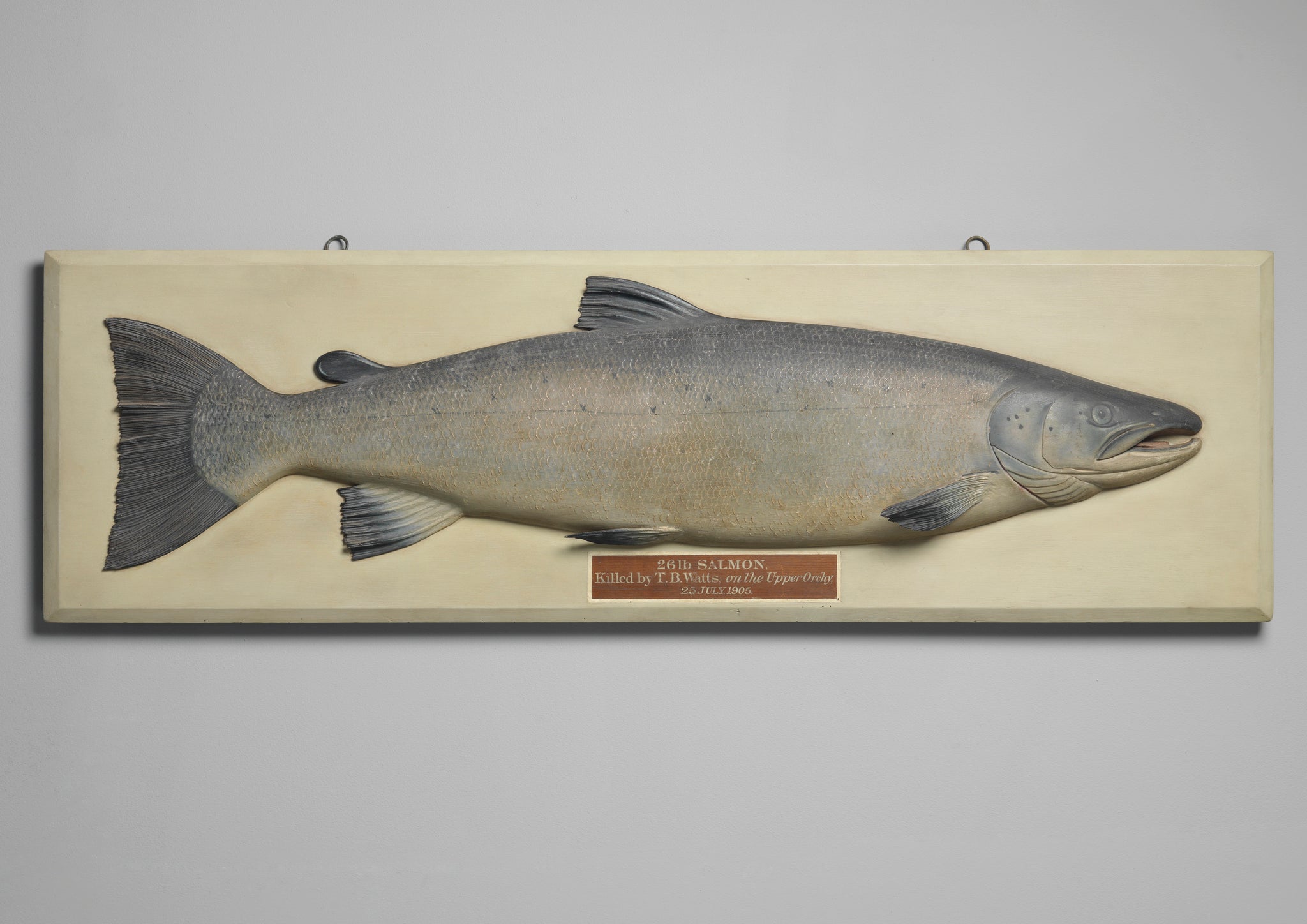 Fine 26lb Salmon Form Fishing Trophy