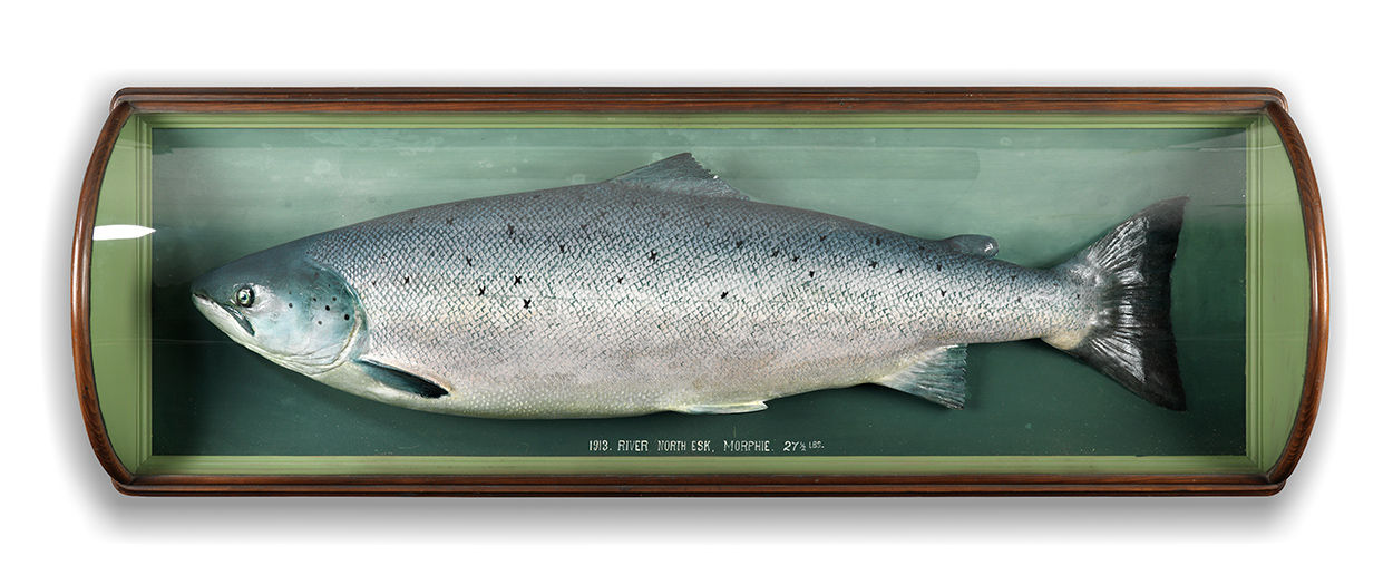 Magnificent Life-Size Salmon Fishing Trophy