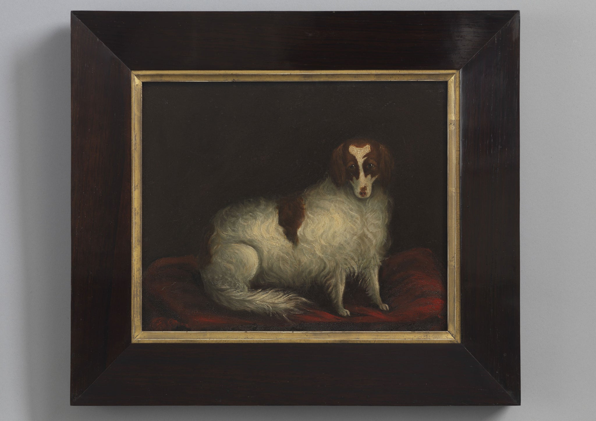 Spaniel Seated on a Red Cushion