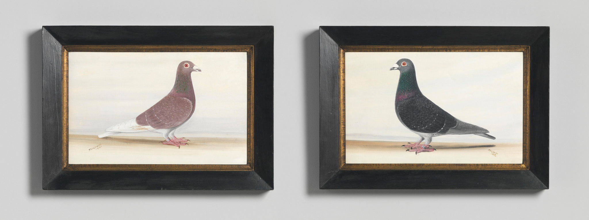 Pair of Racing Pigeon Portraits