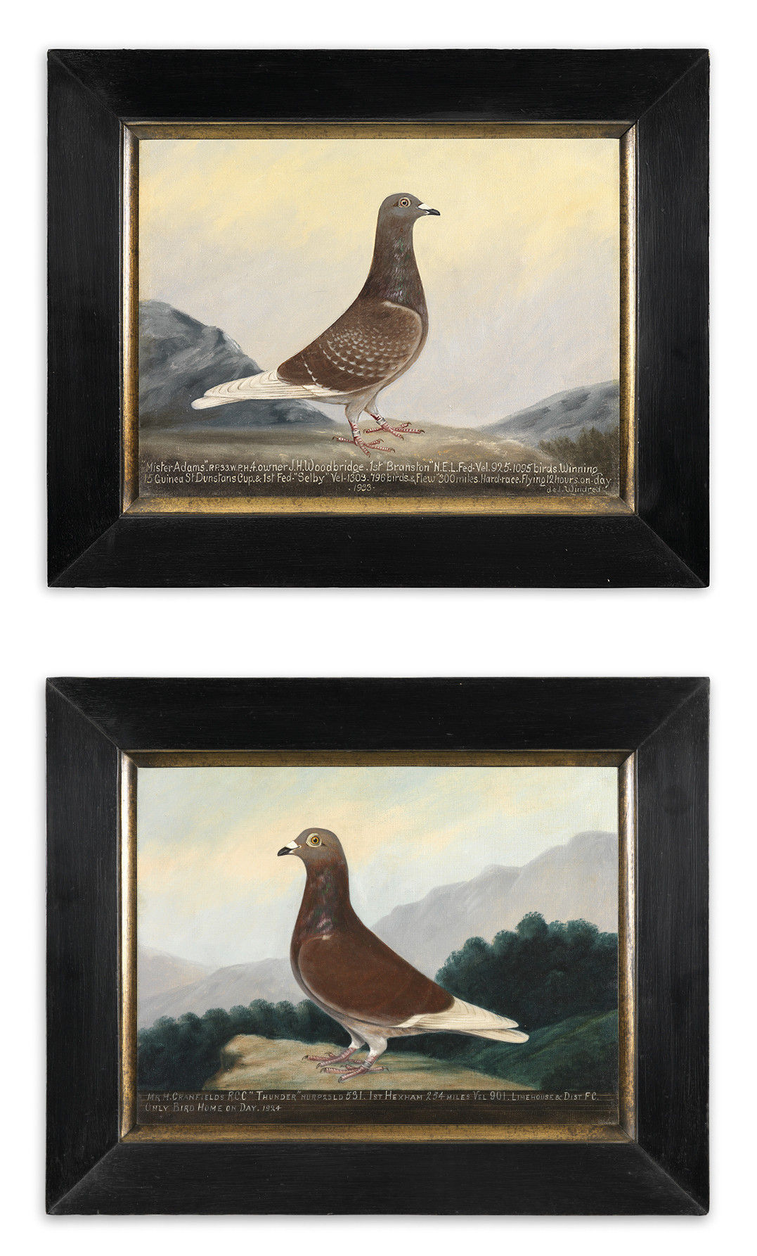Two Racing Pigeon Portraits "Mr Adams" and "Thunder"