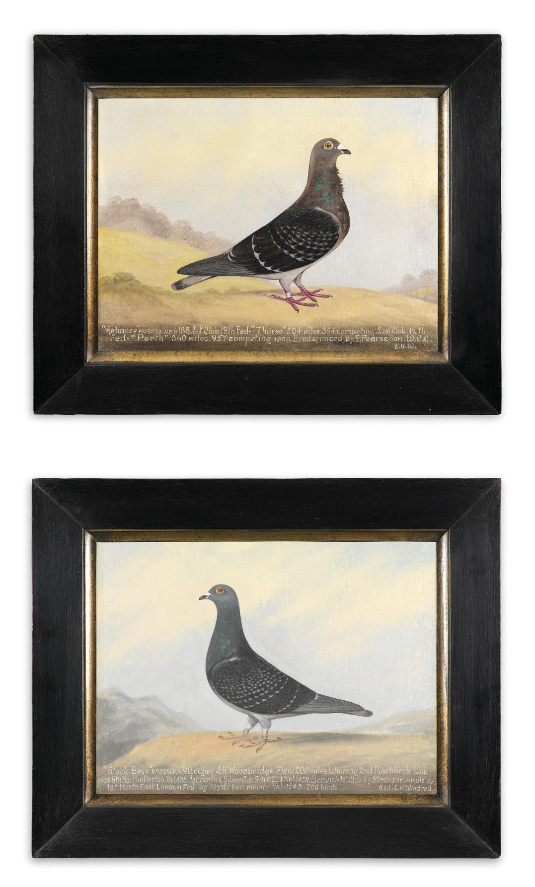 Two Racing Pigeon Portraits 'Reliance' and 'Black Bess'