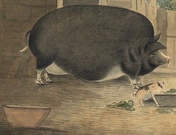 Prize Sow and Piglets