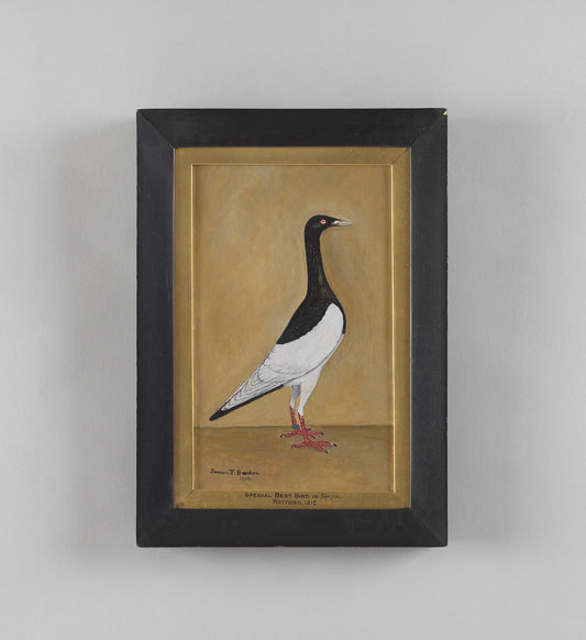 “Special Best Bird in Show”