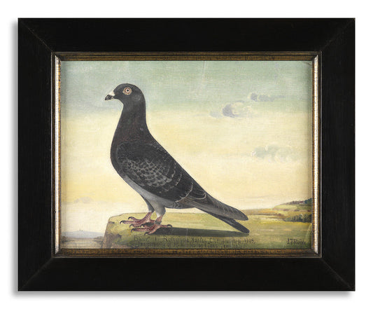 Naïve Racing Pigeon Portrait