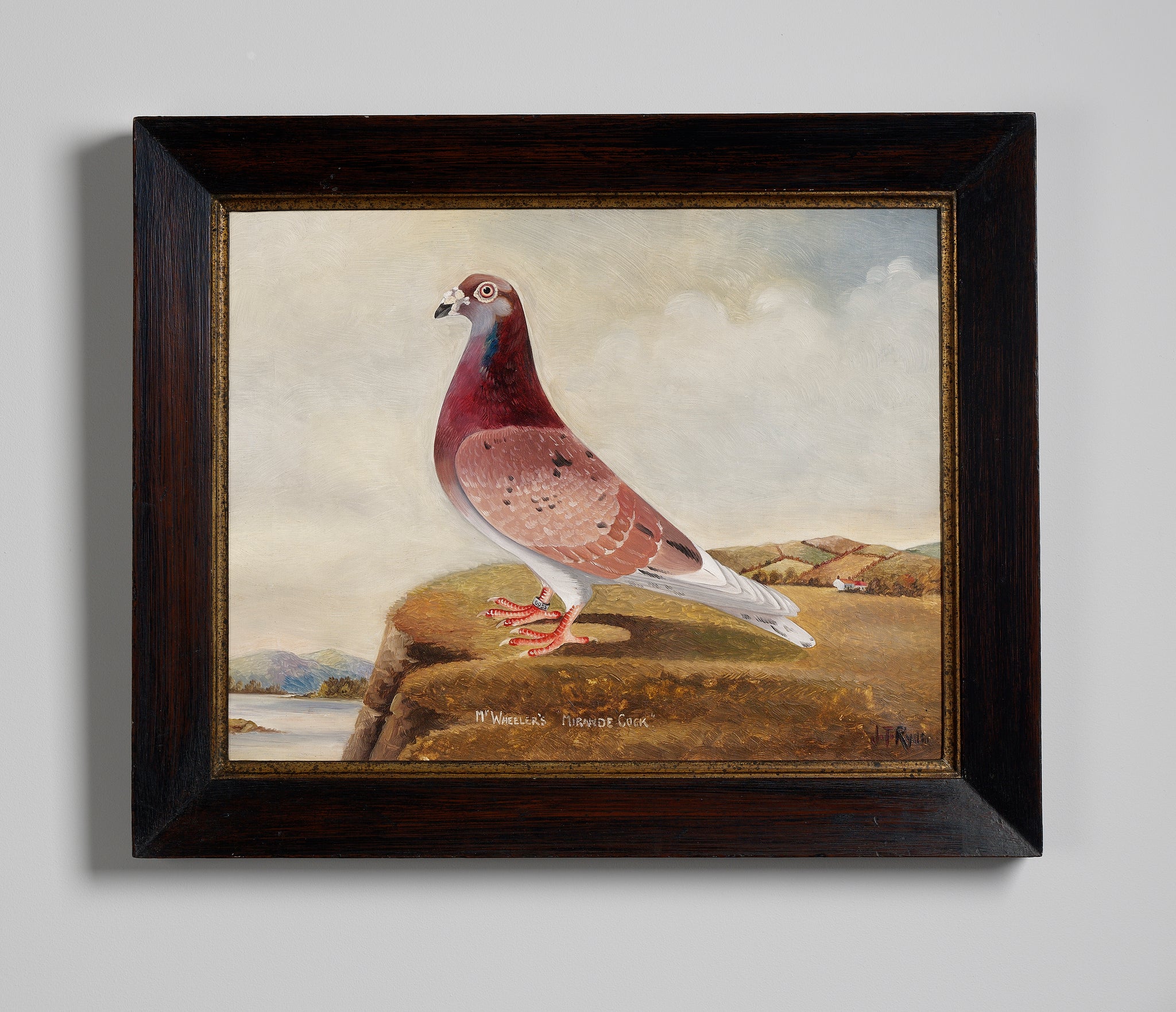 Portrait of “Mr Wheeler’s Mirande Cock” Racing Pigeon