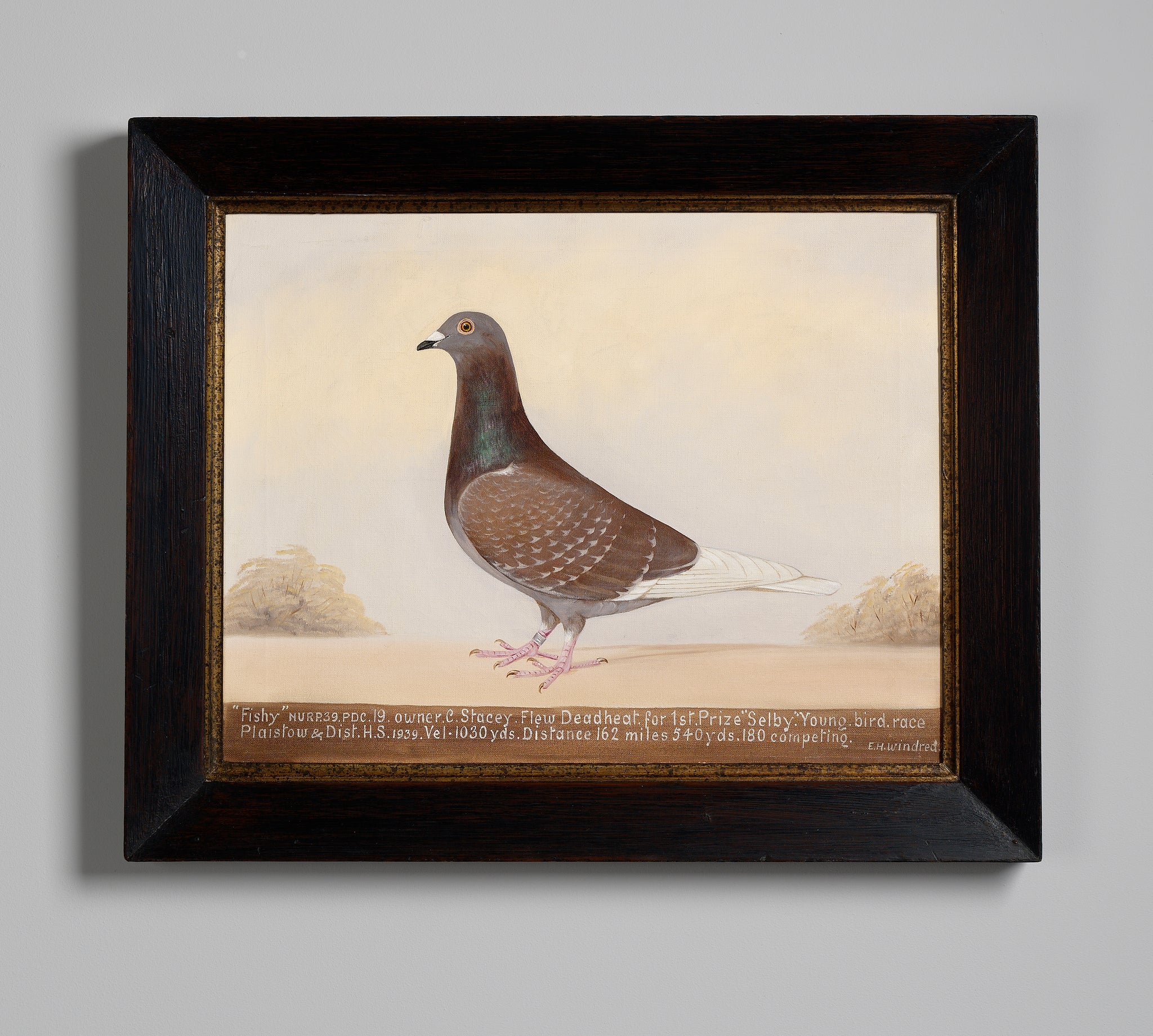 Portrait of The Racing Pigeon “Fishy”